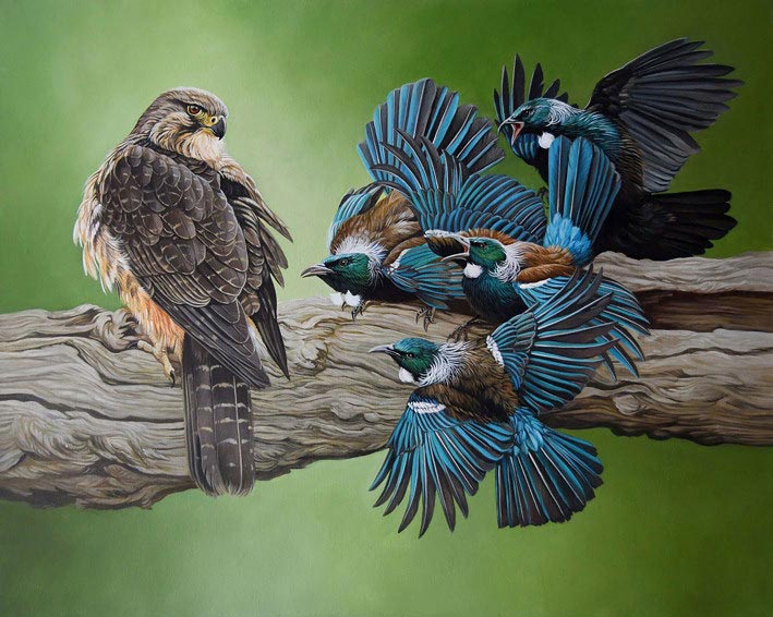 Craig Platt nz bird artist, karearea with tui, oil on canvas